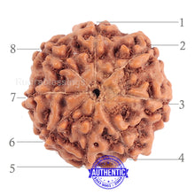 Load image into Gallery viewer, 8 Mukhi Rudraksha from Indonesia - Bead No. 158 (Gold Plated bracket)
