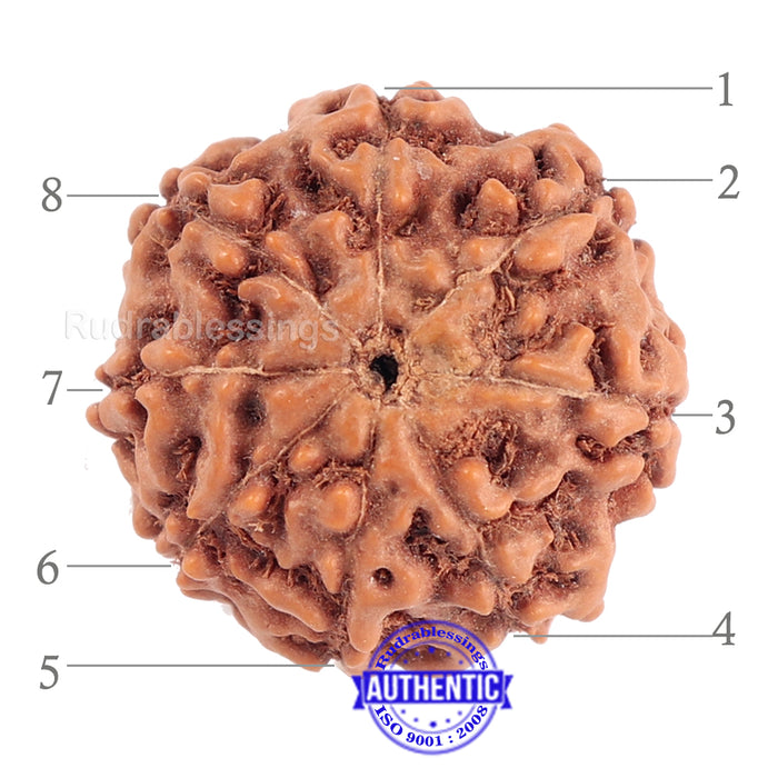 8 Mukhi Rudraksha from Indonesia - Bead No. 158 (Gold Plated bracket)