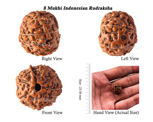 8 Mukhi Rudraksha from Indonesia - Bead No. 60
