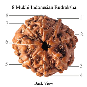 8 Mukhi Rudraksha from Indonesia - Bead No. 60