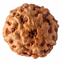 Load image into Gallery viewer, 8 Mukhi Rudraksha from Indonesia - Bead No. 61
