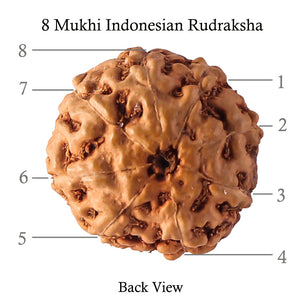 8 Mukhi Rudraksha from Indonesia - Bead No. 61