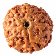 Load image into Gallery viewer, 8 Mukhi Rudraksha from Indonesia - Bead No. 63
