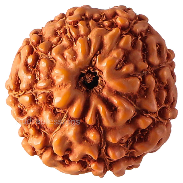 8 Mukhi Rudraksha from Indonesia - Bead No. 63