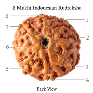 8 Mukhi Rudraksha from Indonesia - Bead No. 63