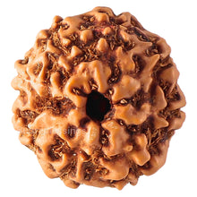 Load image into Gallery viewer, 8 Mukhi Rudraksha from Indonesia - Bead No. 64
