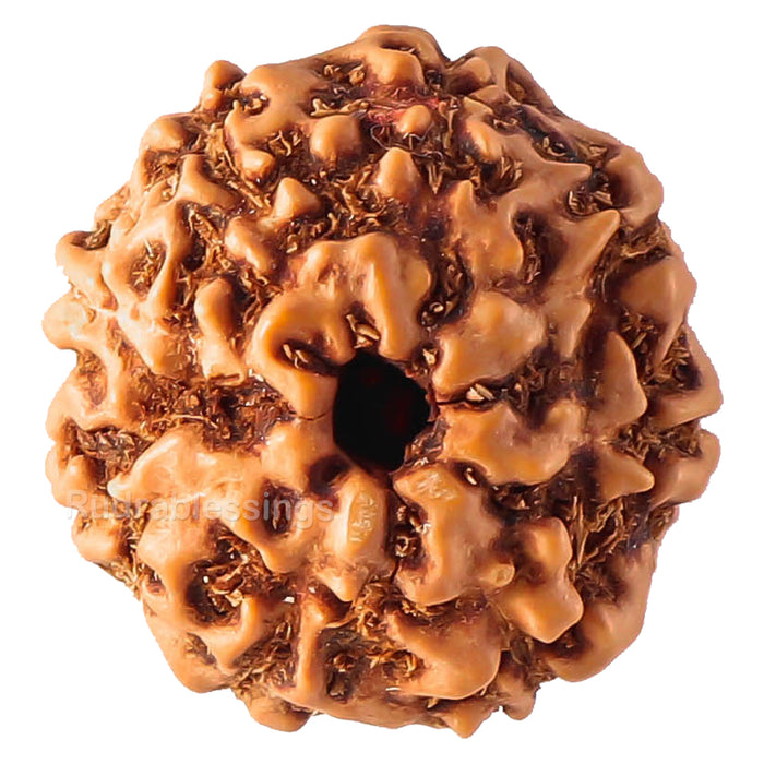 8 Mukhi Rudraksha from Indonesia - Bead No. 64