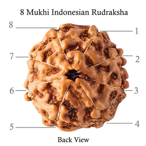 8 Mukhi Rudraksha from Indonesia - Bead No. 64