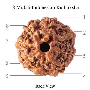 8 Mukhi Rudraksha from Indonesia - Bead No. 65