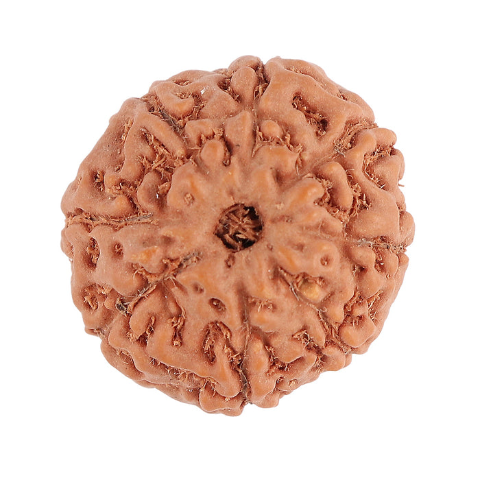 8 Mukhi Rudraksha from Indonesia - Bead No. 70