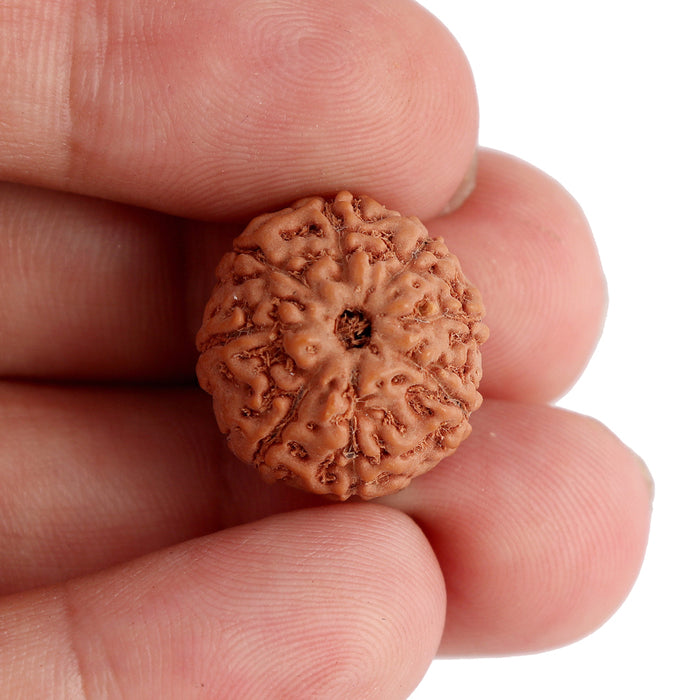 8 Mukhi Rudraksha from Indonesia - Bead No. 70