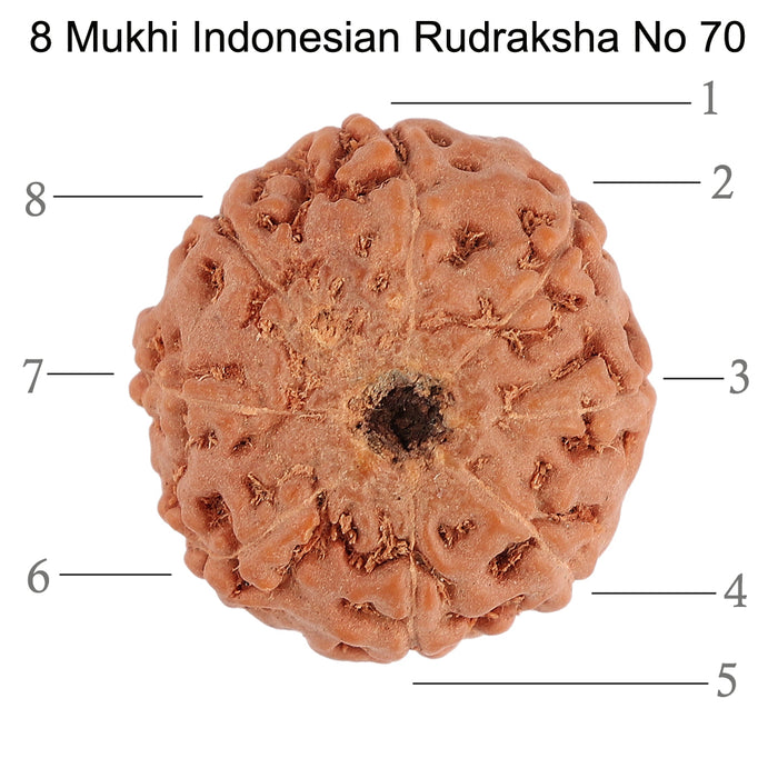 8 Mukhi Rudraksha from Indonesia - Bead No. 70