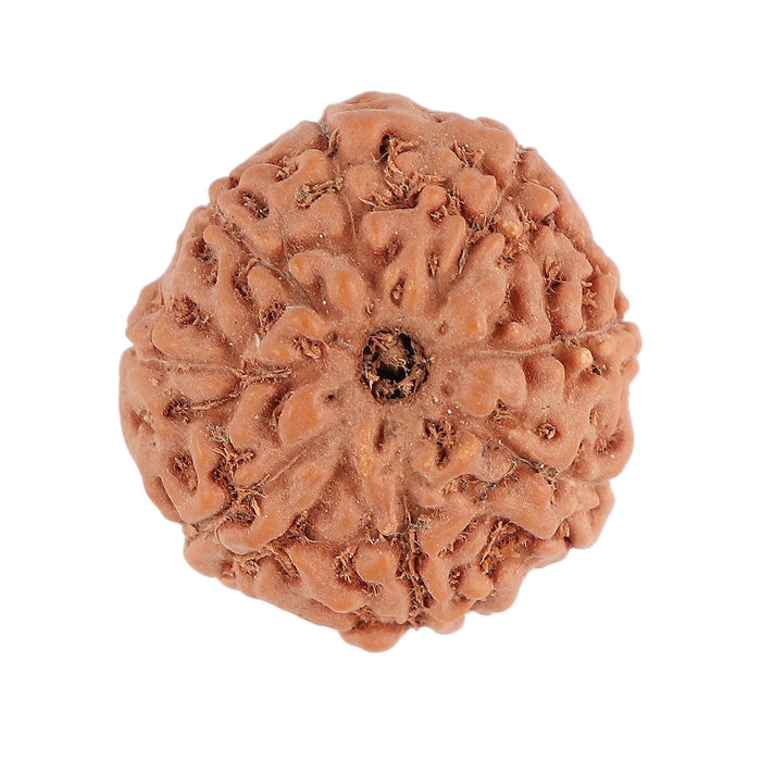 8 Mukhi Rudraksha from Indonesia - Bead No. 72