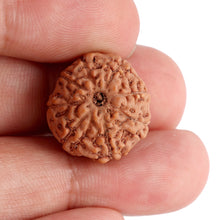 Load image into Gallery viewer, 8 Mukhi Rudraksha from Indonesia - Bead No. 72
