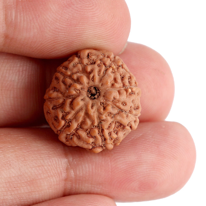 8 Mukhi Rudraksha from Indonesia - Bead No. 72