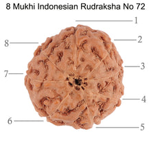 Load image into Gallery viewer, 8 Mukhi Rudraksha from Indonesia - Bead No. 72
