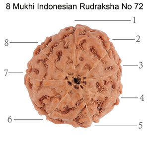 8 Mukhi Rudraksha from Indonesia - Bead No. 72