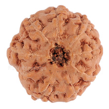 Load image into Gallery viewer, 8 Mukhi Rudraksha from Indonesia - Bead No. 74

