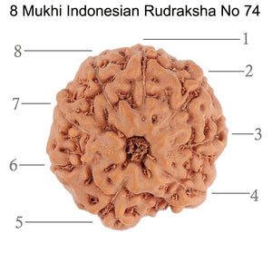 8 Mukhi Rudraksha from Indonesia - Bead No. 74