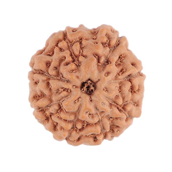 8 Mukhi Rudraksha from Indonesia - Bead No. 75