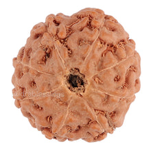 Load image into Gallery viewer, 8 Mukhi Rudraksha from Indonesia - Bead No. 76
