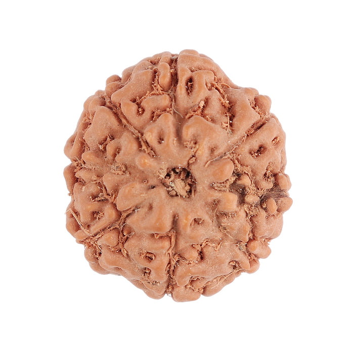 8 Mukhi Rudraksha from Indonesia - Bead No. 76