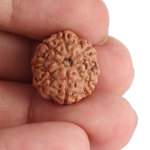 Load image into Gallery viewer, 8 Mukhi Rudraksha from Indonesia - Bead No. 76
