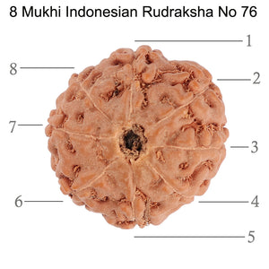 8 Mukhi Rudraksha from Indonesia - Bead No. 76