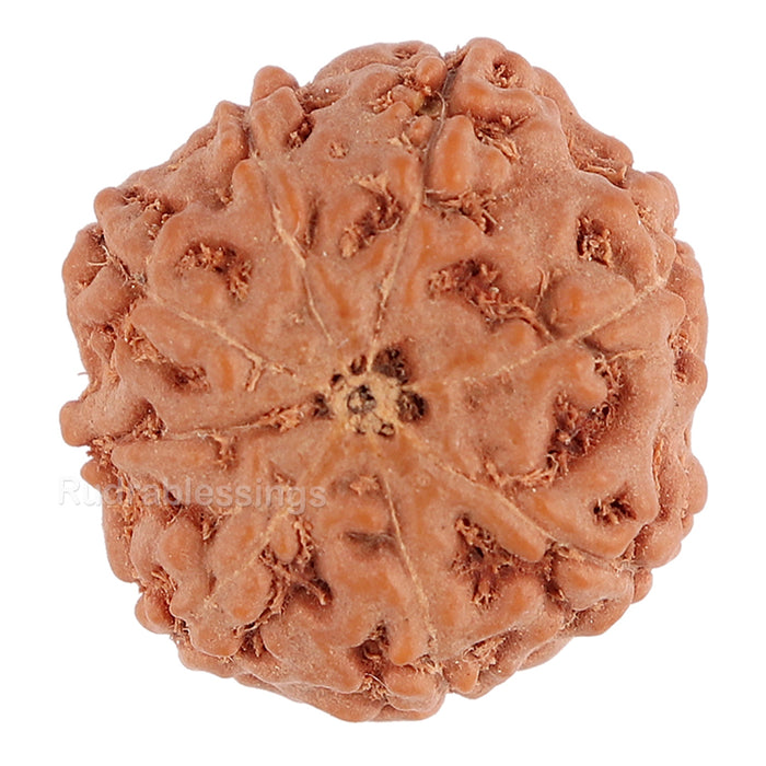 8 Mukhi Rudraksha from Indonesia - Bead No. 78
