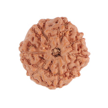 Load image into Gallery viewer, 8 Mukhi Rudraksha from Indonesia - Bead No. 78
