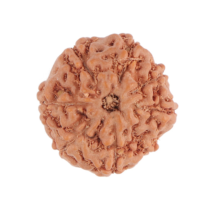 8 Mukhi Rudraksha from Indonesia - Bead No. 78