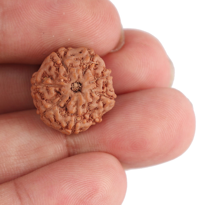 8 Mukhi Rudraksha from Indonesia - Bead No. 78