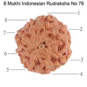 8 Mukhi Rudraksha from Indonesia - Bead No. 78