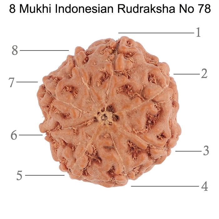 8 Mukhi Rudraksha from Indonesia - Bead No. 78