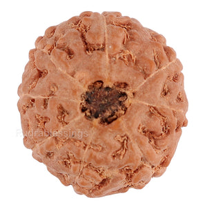 8 Mukhi Rudraksha from Indonesia - Bead No. 85