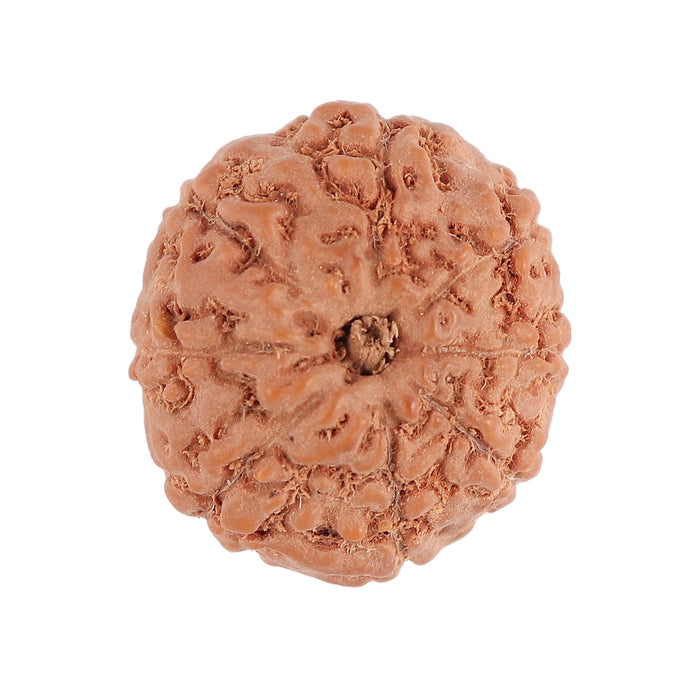 8 Mukhi Rudraksha from Indonesia - Bead No. 85
