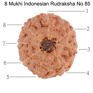 8 Mukhi Rudraksha from Indonesia - Bead No. 85