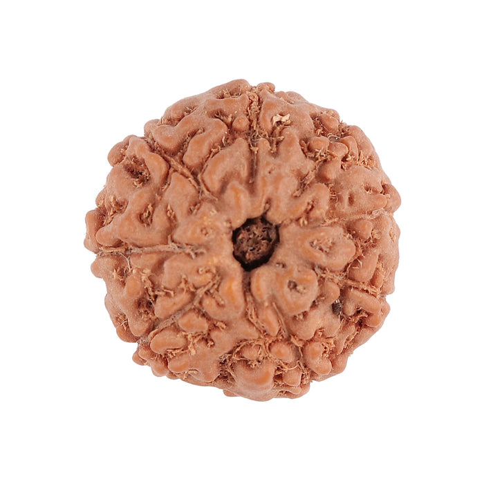 8 Mukhi Rudraksha from Indonesia - Bead No. 86