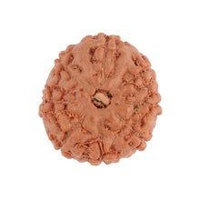 Load image into Gallery viewer, 8 Mukhi Rudraksha from Indonesia - Bead No. 90
