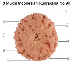8 Mukhi Rudraksha from Indonesia - Bead No. 90