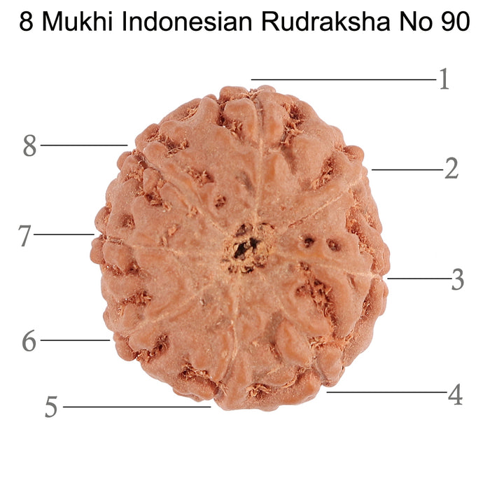 8 Mukhi Rudraksha from Indonesia - Bead No. 90