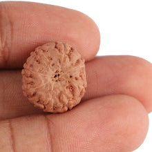 Load image into Gallery viewer, 8 Mukhi Rudraksha from Indonesia - Bead No. 90
