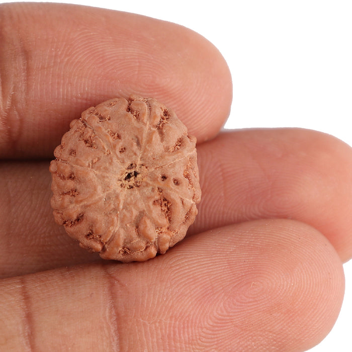 8 Mukhi Rudraksha from Indonesia - Bead No. 90