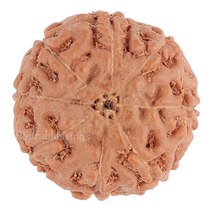8 Mukhi Rudraksha from Indonesia - Bead No. 92