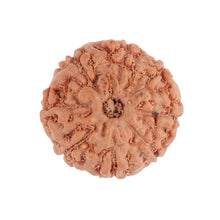 Load image into Gallery viewer, 8 Mukhi Rudraksha from Indonesia - Bead No. 92
