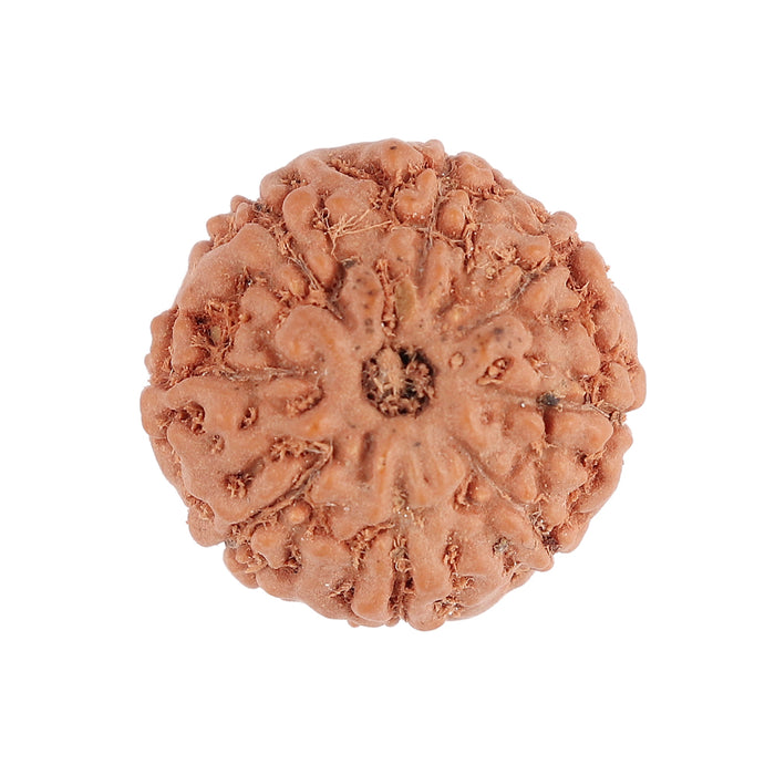 8 Mukhi Rudraksha from Indonesia - Bead No. 92