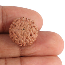 Load image into Gallery viewer, 8 Mukhi Rudraksha from Indonesia - Bead No. 92
