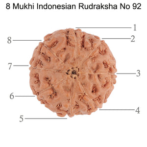 8 Mukhi Rudraksha from Indonesia - Bead No. 92
