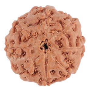8 Mukhi Rudraksha from Indonesia - Bead No. 93