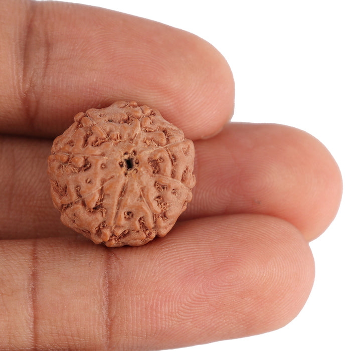 8 Mukhi Rudraksha from Indonesia - Bead No. 93